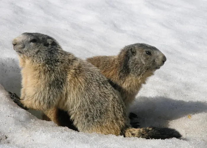 - Restaurant Le Blanchon 2*