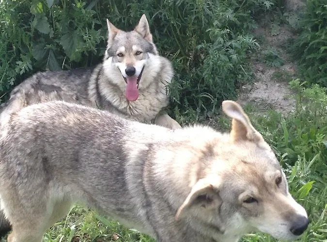 - Restaurant Le Blanchon Hotel 2*